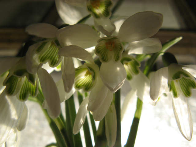 Under the snowdrops